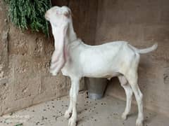 Gulabi baccha double haddi nap jahlar me