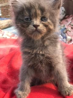 gery and gray white kitten triple cod