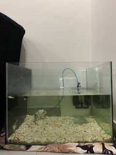 Aquarium with fishs
