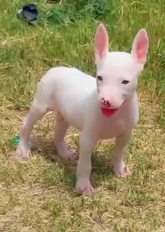 pure kuhati gultair male pink nose blue eyes 45 month dubble body