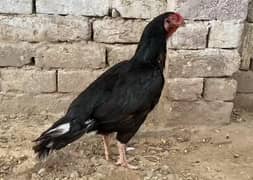 mushkil | Lassani | Madi for sale 03052593845