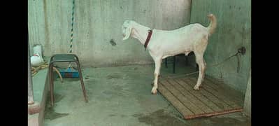 rajanpori khasi male