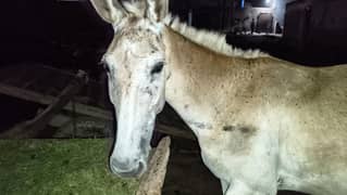 Khachar Horse Beautiful and Clean Skin