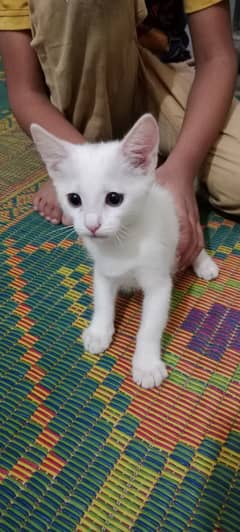 persian cat