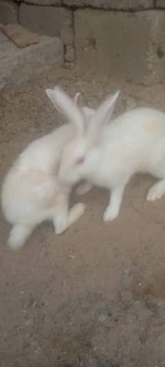 rabbits jorha