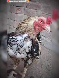 Aseel murga