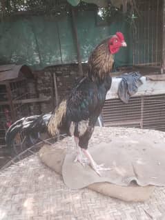Aseel Hera