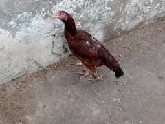 Aseel hens, chicks, Pathay and pathiya