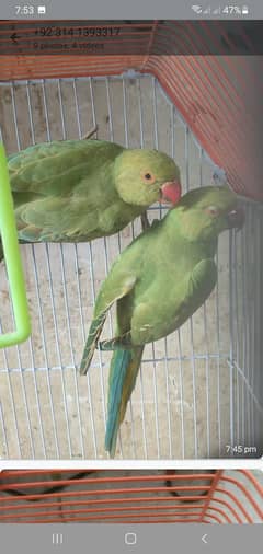 green ring neck