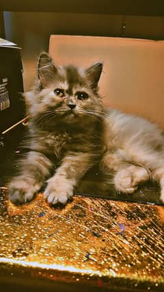 Triple coated Persian cat for sale, litter trained and playful