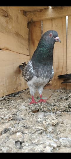 Antique Pigeon Breeder Pair With Eggs