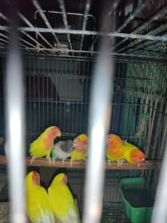 love bird persanata or latino black mask contact number 03034006074