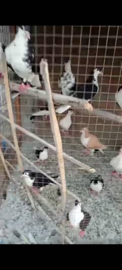 pigeons
