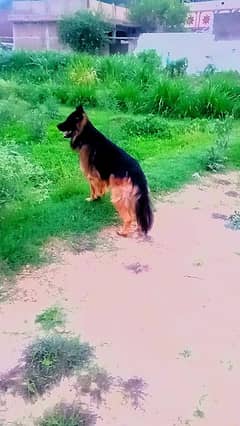 German shepherd long Court 03132039585