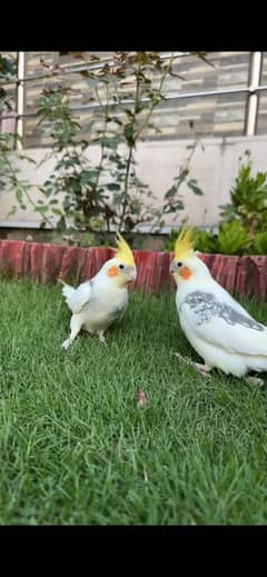 Cocktail Pair Hand Tamed