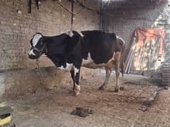 khanger cow dude 13 14 kilo