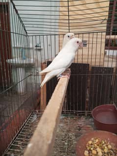 love birds breeder pair or cages for sale or exchange possible