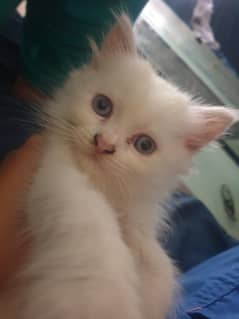 baby kittens for sale