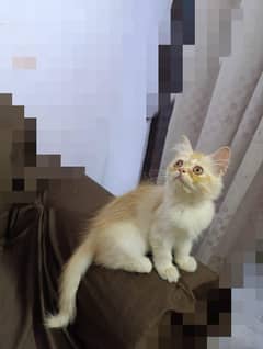 female kitten for sale