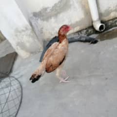 Miawali Aseel hen (Murgi) for sale Low price