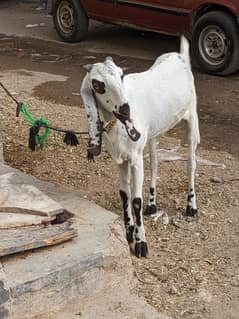 Amratsari pure female