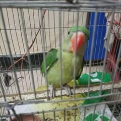 Raw parrot