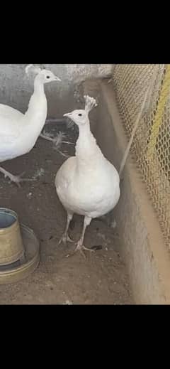 wanted