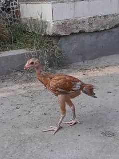 aseel bache