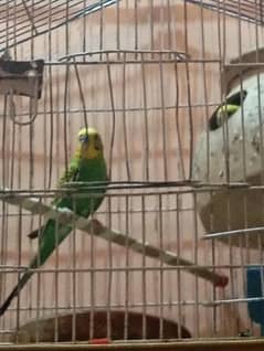 assalamualaikum ek baccha bhi hai pair ke sat