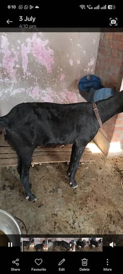 4dant bakri 0.3. 24.47. 92.7. 92 what's app
