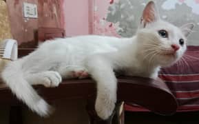 persian male