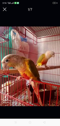 0/3/4/1/2/9/5/4/3/5/2 painappal conure piar Nel tell fling all ok