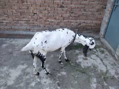 Dasi Bakri for sale