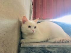 Catssale