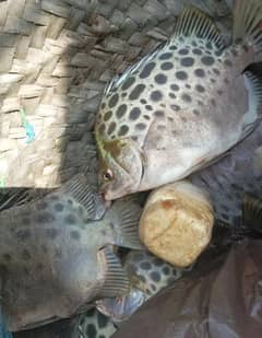 fresh fish foji paplate direct from sea ( I have evidence )