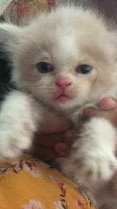 persia cats treeple coat age 2 week per baby 15000