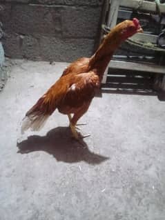 aseel