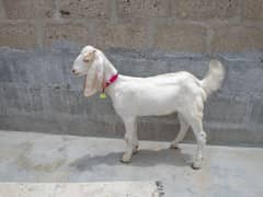 I am selling goat.