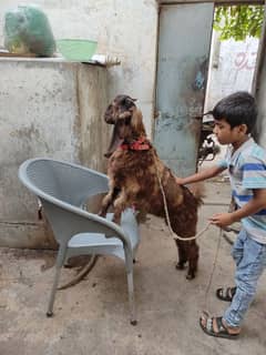 bakra