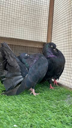 American fantail breeder pair available