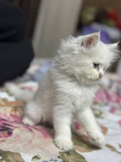 Beautiful White Persian Kitten with Blue Eyes for Sale