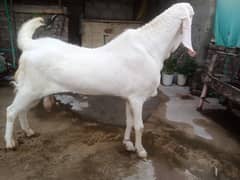 Rajan puri breeder bakra