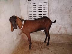 danti me pori