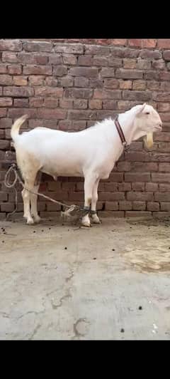 bakra