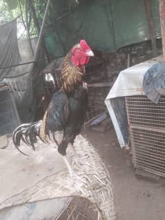 Aseel Heera
