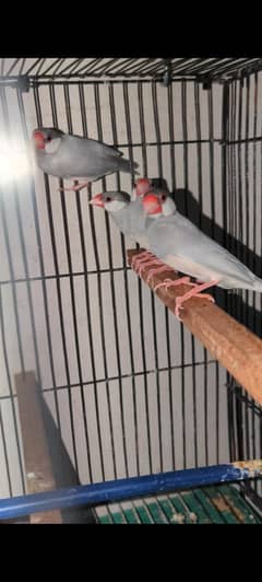 Silver and white breeder pair