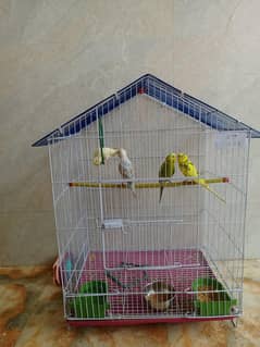 4 perrot with cage