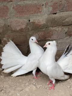 Lucky kabotar