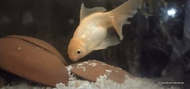 fantail goldfish peacefully