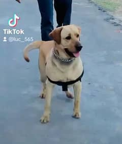 Labrador Male Dog sale